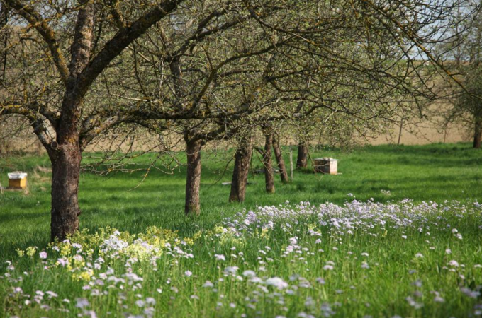 Eine Streuobstwiese