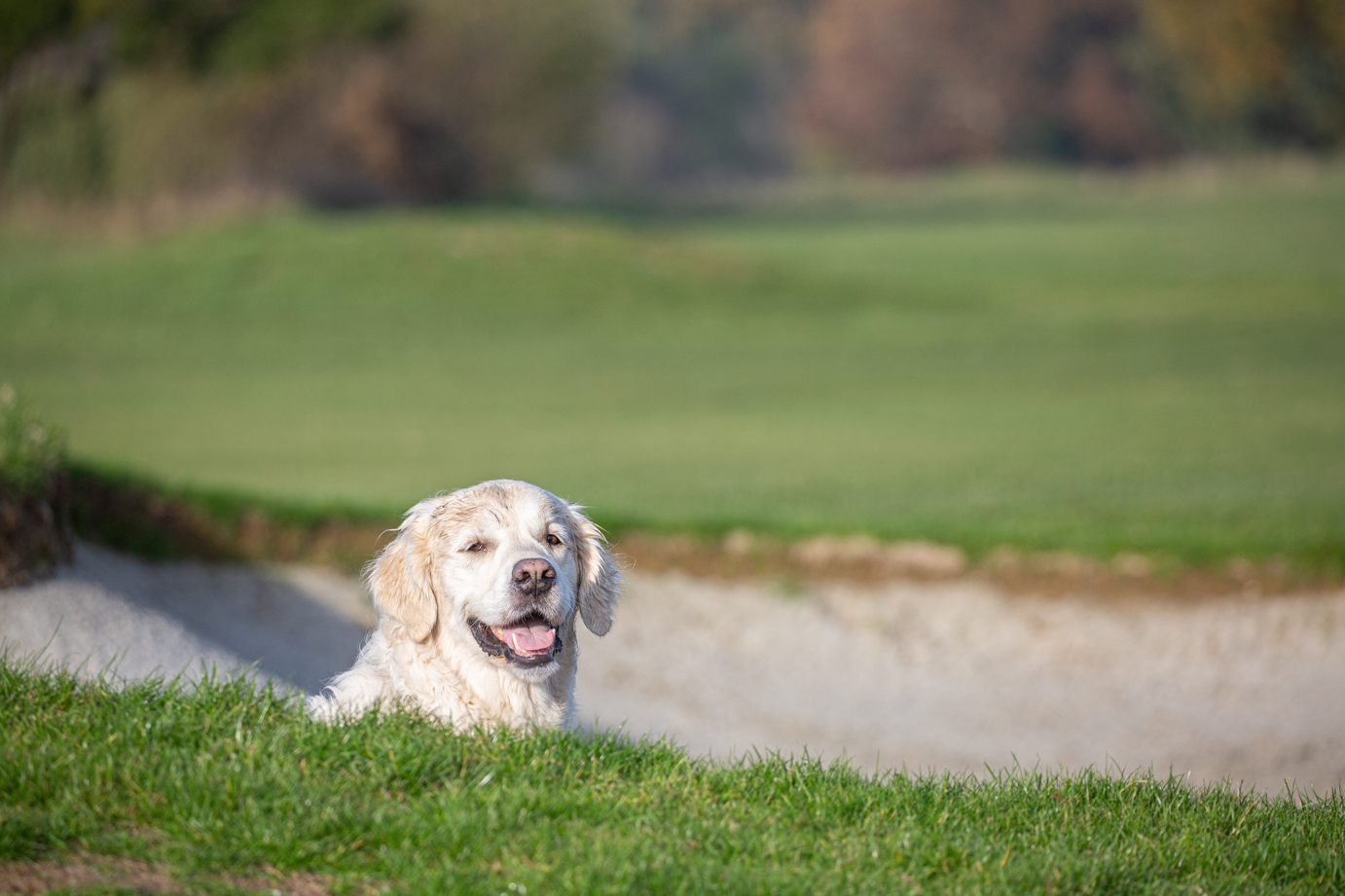 Golfen mit Hund in StarnbergAmmersee